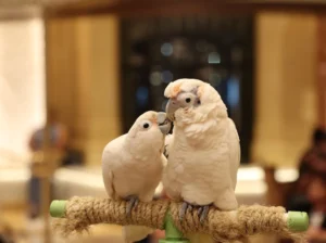 Siamese Cats Ready for New Homes