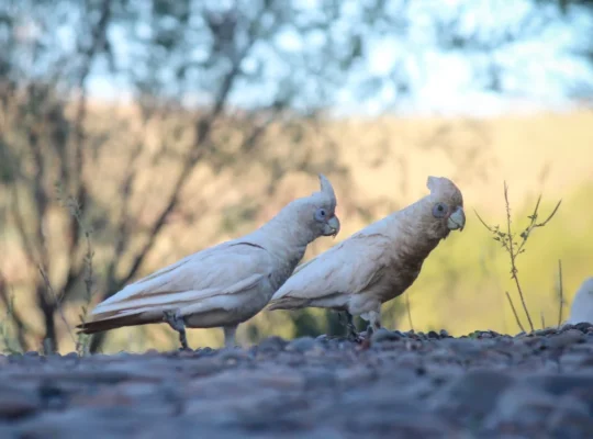 Cockatoos for Sale – Perfect for Bird Lovers and Companions