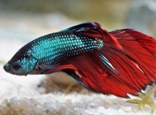 Betta Fish Available for Sale Vibrant and Stunning