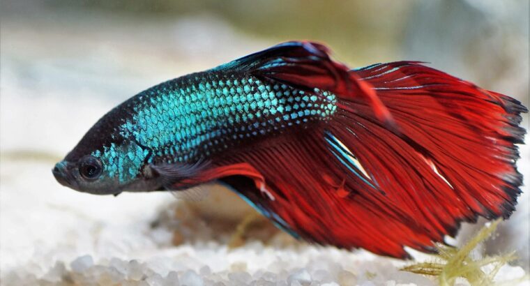 Betta Fish Available for Sale Vibrant and Stunning