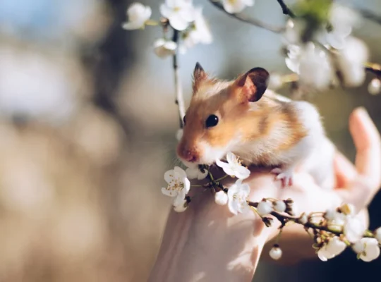 Cute Hamsters for Sale Ideal Pets for Kids and Adults Alike