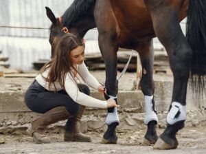 Talkative Parrots for Sale Intelligent and Affectionate Companions