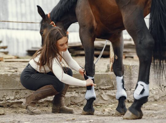 Talkative Parrots for Sale Intelligent and Affectionate Companions