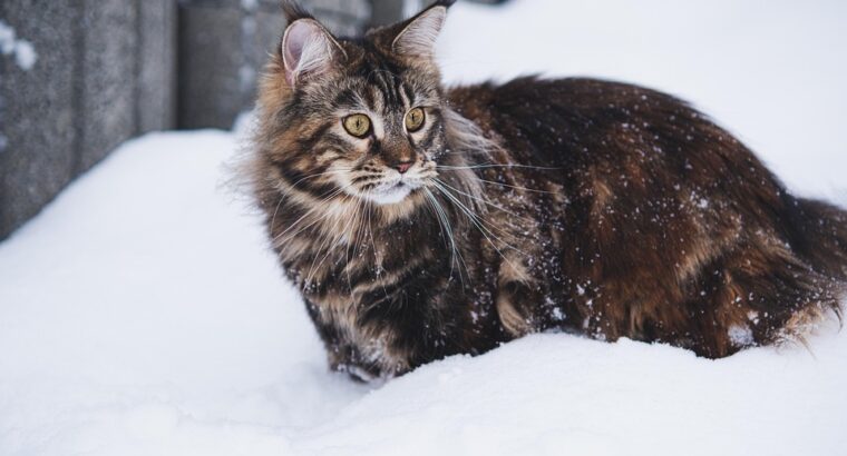Maine Coon Kittens Available Perfect Family Companions Gorgeous and Affectionate