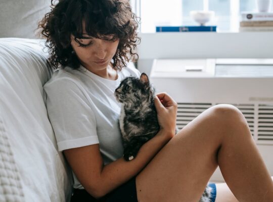 Beautiful Persian Kittens for Adoption