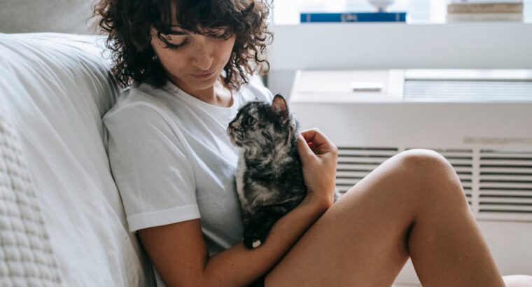 Beautiful Persian Kittens for Adoption