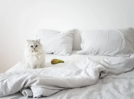 Persian Kittens Available Luxurious Coats and Sweet Personalities