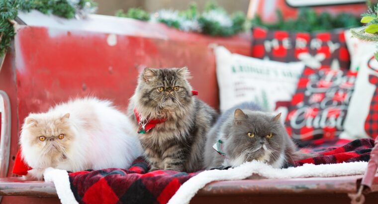 Persian Kittens Available Luxurious Coats and Sweet Personalities