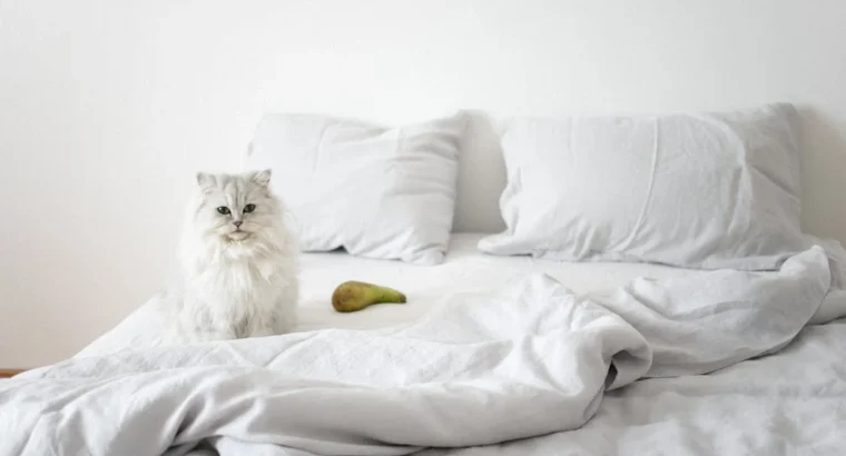 Persian Kittens Available Luxurious Coats and Sweet Personalities