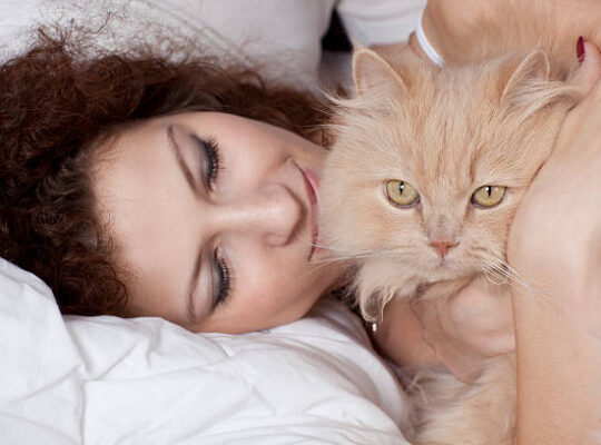 Beautiful Persian Kittens for Adoption