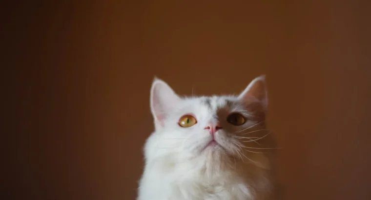 Persian Kittens Available Luxurious Coats and Sweet Personalities