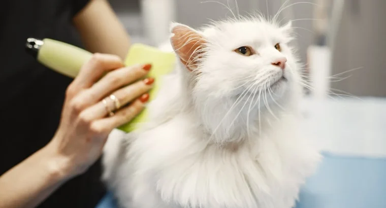 Persian Kittens Available Luxurious Coats and Sweet Personalities