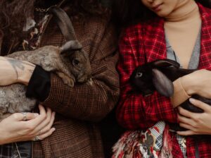 Cockatoos for Sale – Perfect for Bird Lovers and Companions