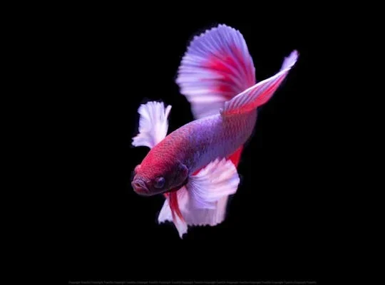 Arabian Horses for Sale Perfect for Riding and Showing Majestic and Elegant