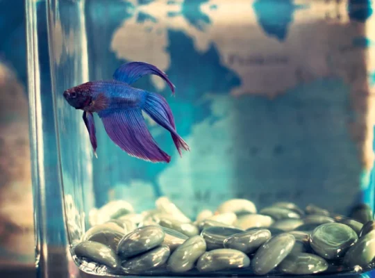 Betta Fish for Sale Perfect for Desktop Aquariums and Ornamental Displays