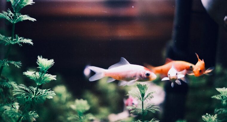 Betta Fish for Sale Perfect for Desktop Aquariums and Ornamental Displays