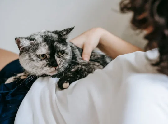 Siamese Cats Ready for New Homes