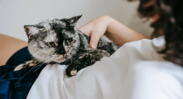 Siamese Cats Ready for New Homes