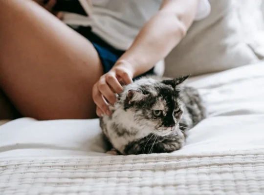 Siamese Cats Ready for New Homes
