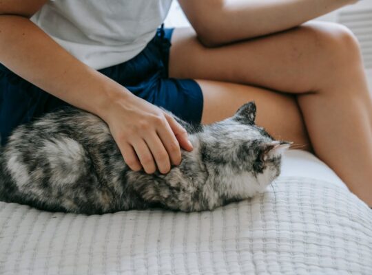 Siamese Cats Ready for New Homes