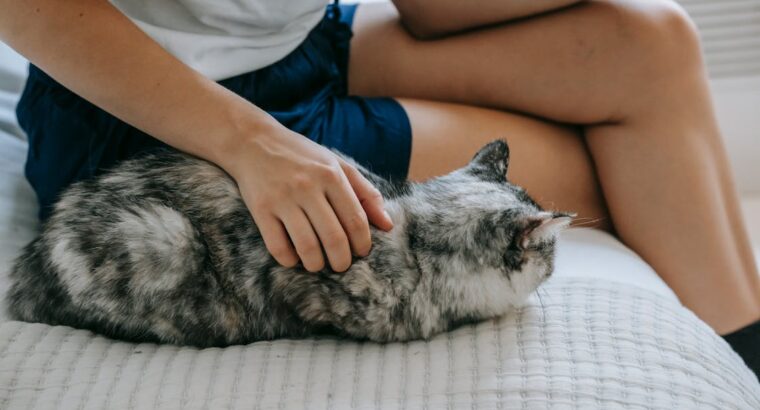 Siamese Cats Ready for New Homes