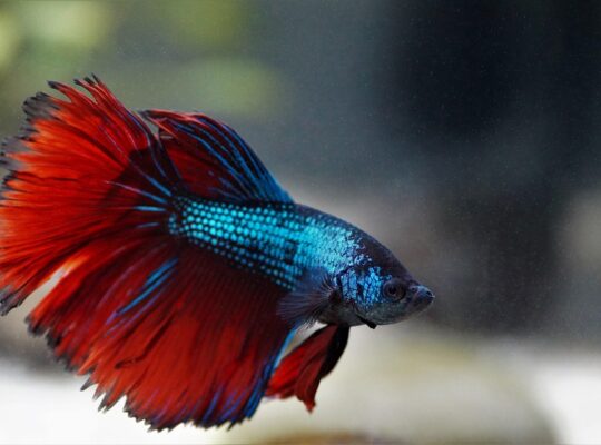Betta Fish Available for Sale Vibrant and Stunning