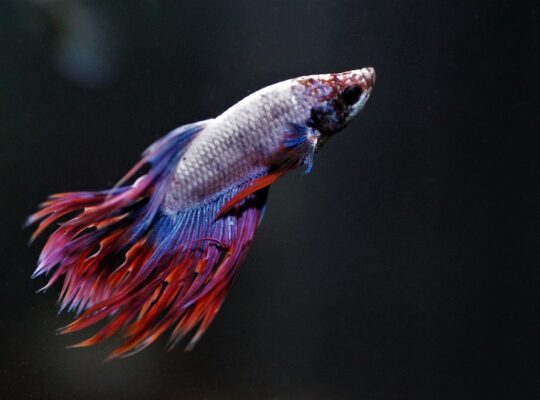 Betta Fish Available for Sale Vibrant and Stunning