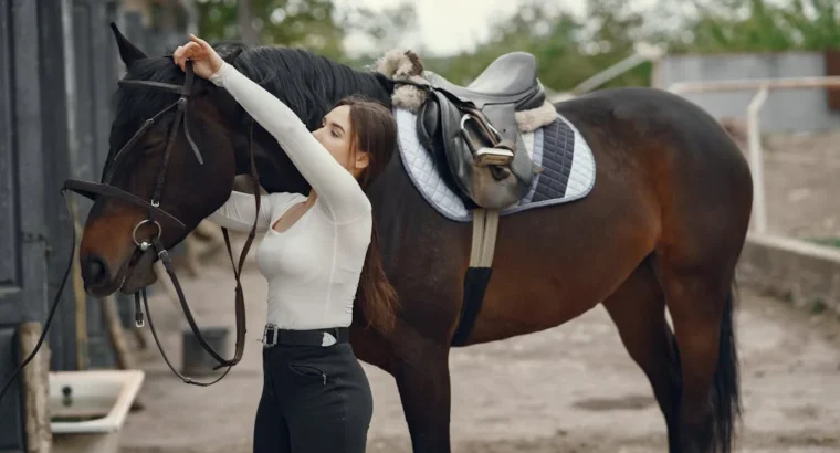 Arabian Horses for Sale Perfect for Riding and Showing Majestic and Elegant