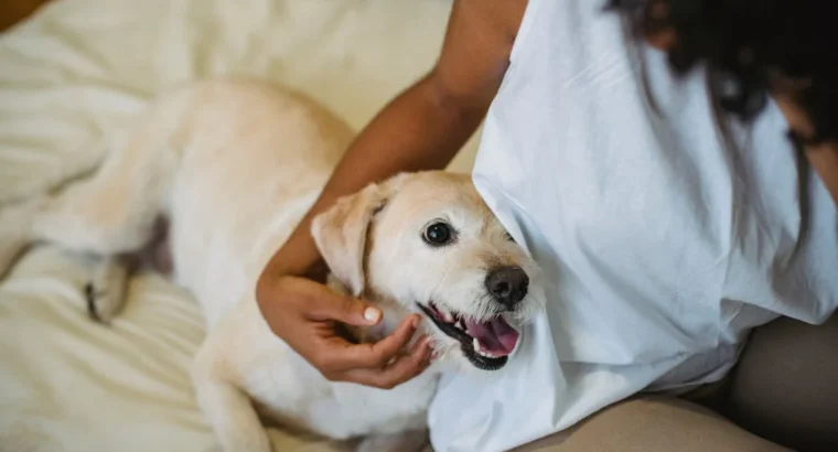 Loyal Labrador Retriever Puppies for Sale Ideal Family Pets
