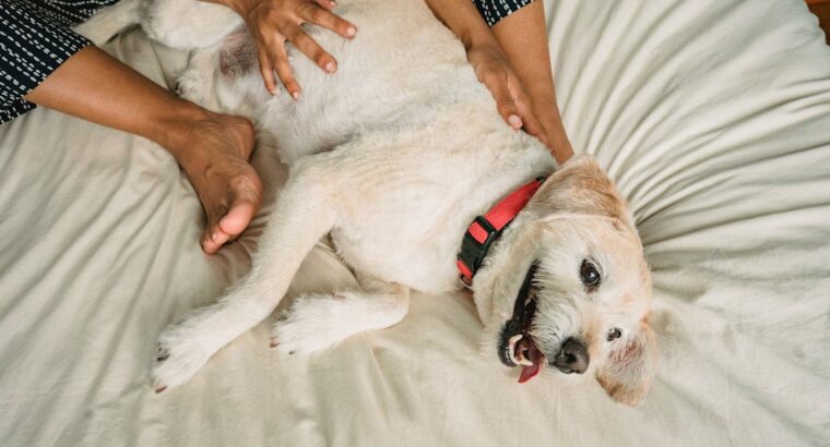 Loyal Labrador Retriever Puppies for Sale Ideal Family Pets