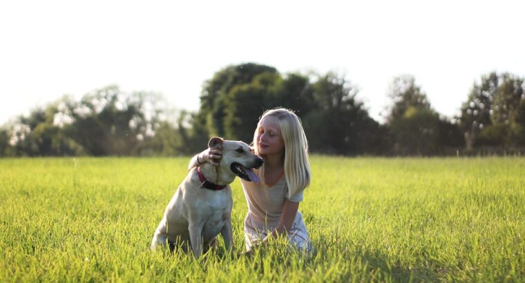 Loyal Labrador Retriever Puppies for Sale Ideal Family Pets