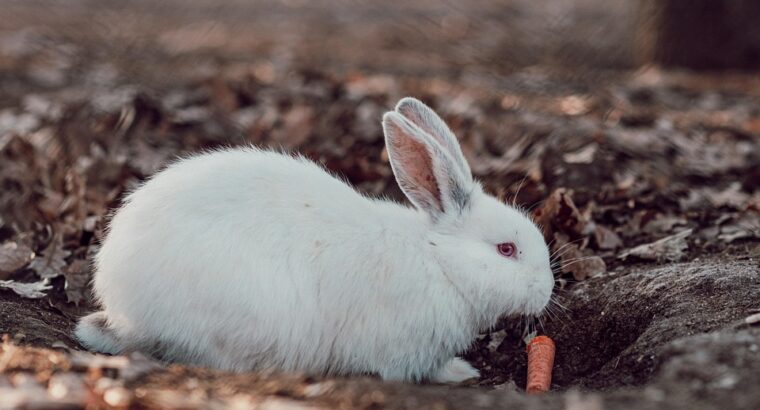 Friendly Rabbits Available for Adoption Perfect Pets for Families and Individuals