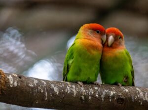 Betta Fish for Sale Perfect for Desktop Aquariums and Ornamental Displays