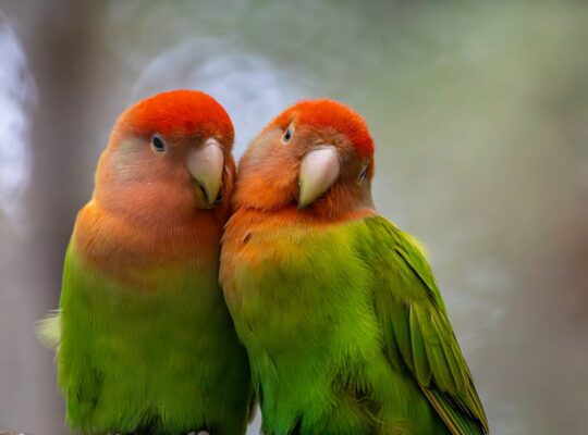 Friendly lovebird for Sale Charming and Entertaining Feathered Friends