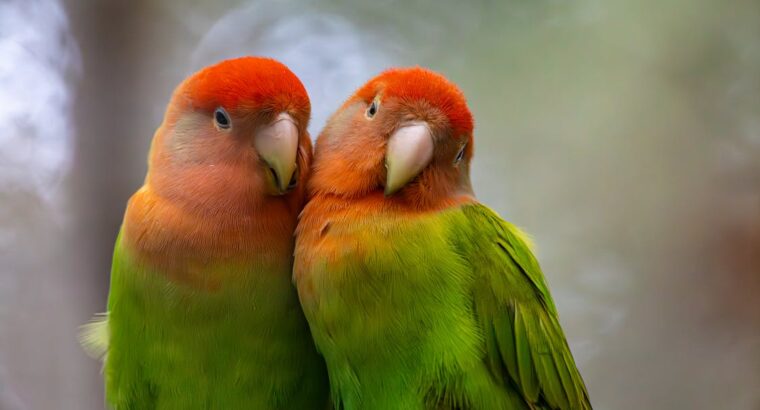 Friendly lovebird for Sale Charming and Entertaining Feathered Friends