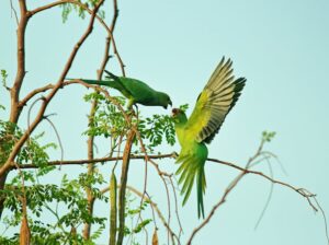Friendly Rabbits Available for Adoption Perfect Pets for Families and Individuals