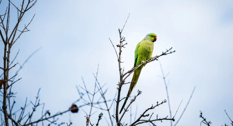 Talkative Parrots for Sale Intelligent and Affectionate Companions