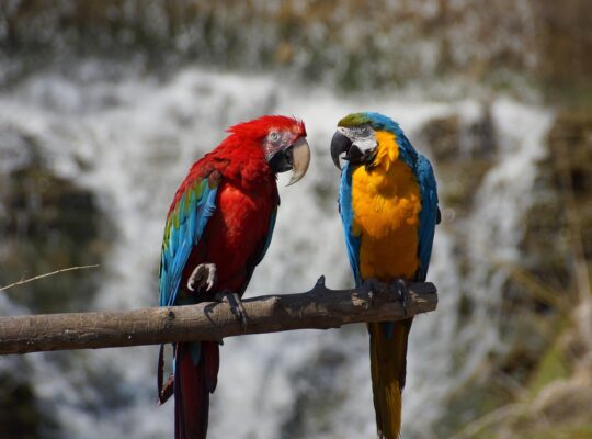 Talkative Parrots for Sale Intelligent and Affectionate Companions
