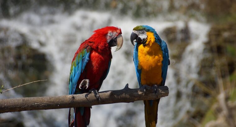 Talkative Parrots for Sale Intelligent and Affectionate Companions