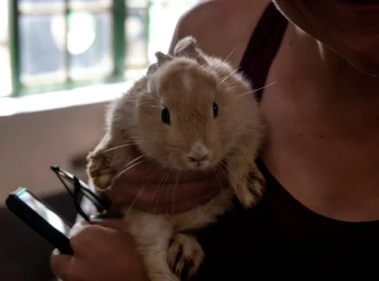 Lop Rabbits for Sale Gentle and Cuddly Companions for All Ages