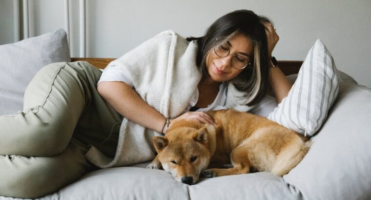 Lovable Retriever Puppies for Sale Perfect Family Companions with Playful and Loyal Nature