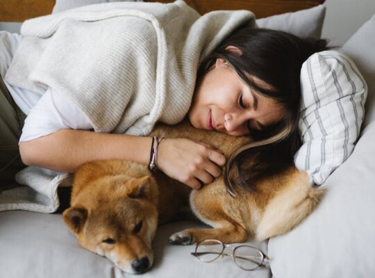 Lovable Retriever Puppies for Sale Perfect Family Companions with Playful and Loyal Nature