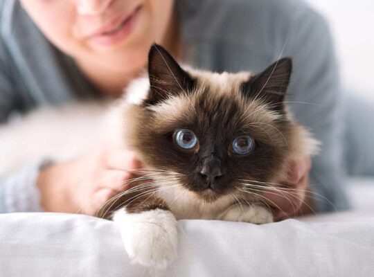 Siamese Kittens for Sale Intelligent and Loving Companions