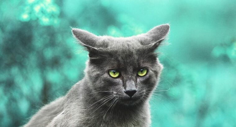 Siamese Kittens for Sale Intelligent and Loving Companions