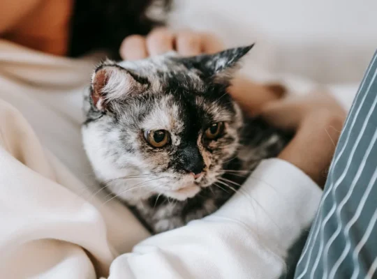 Siamese Kittens for Sale Intelligent and Loving Companions