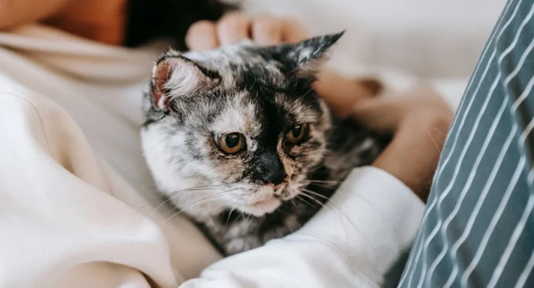 Siamese Kittens for Sale Intelligent and Loving Companions