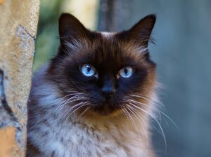 BlueTang Fish for Sale Vibrant Colors Swimmers for Your Pond or Aquarium