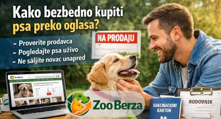 Kako bezbedno kupiti psa preko oglasa – kompletan vodič za kupce
