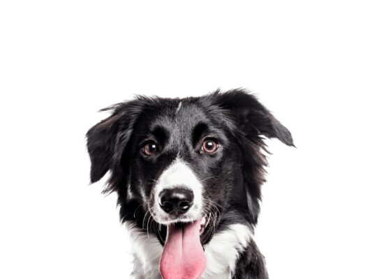 Maxi Adult Extra Poultry