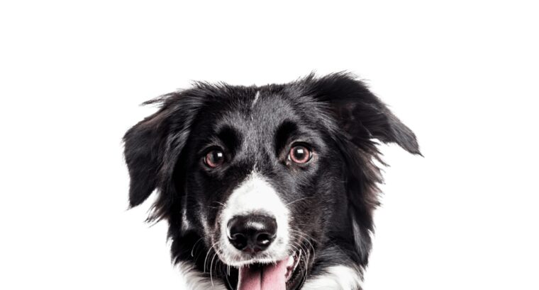 Maxi Adult Extra Poultry